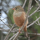 birding in spain birding guided day trips cap de creus ortolan bunting photo