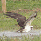 birding in spain birding guided day tours ebro delta osprey tern photo