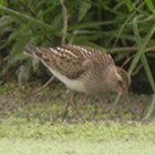 birding in spain birding guided day tours ebro delta pectoral sandpiper photo