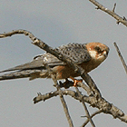 birding in spain birding short breaks red-footed falcon aiguamolls photo