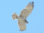 birding in spain guided birding vacation short-toed eagle photo