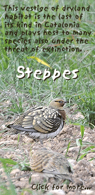 birding in spain birding short breaks steppes pin-tailed sandgrouse photo