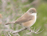 birding in spain birding holidays garraf massif spectacled warbler photo