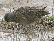 birding in spain birding short breaks spotted crake aiguamolls photo