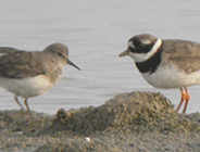 birding in spain birding holidays llobregat temmincks stint photo