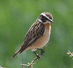 birding in spain birding holidays pyrenees whinchat photo