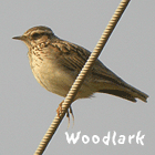 birding in spain birding short breaks woodlark photo