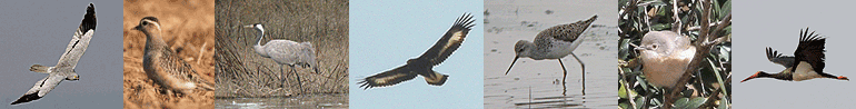 spain raptor migration autumn tours itinerary photostrip