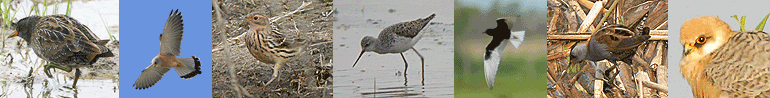 spain little bustard pin-tailed sandgrouse spring tours itinerary photostrip