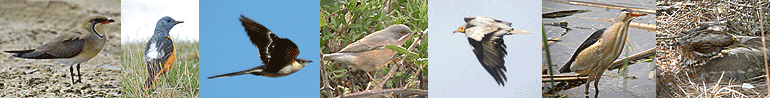 bird watching in europe spain birding vacation photo strip