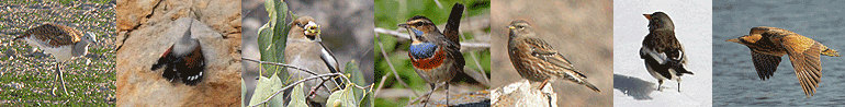 winter wallcreeper short birding break banner