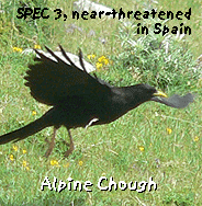 birding tours pyrenees alpine chough photo