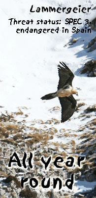 birding holidays spain pyrenees lammergeier photo