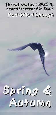 bird watching vacation spain pyrenees red-billed chough photo