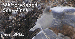 birdwatching tours spain pyrenees dipper photo