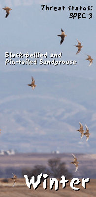 spanish steppes bird tours lleida sandgrouse photo