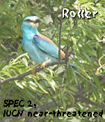 guided bird watching vacation spain roller photo