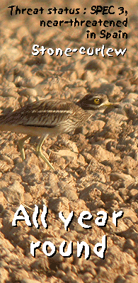 birding tours operators spain lleida stone-curlew photo