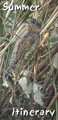 birding in spain birding holidays summer itinerary wryneck photo