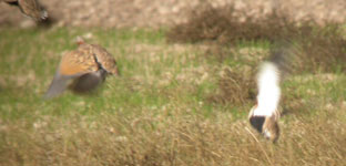 birding in spain black-bellied sandgrouse photo 28 october 2006