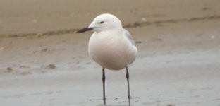 slender billed gull, ebro delta, catalan bird tours