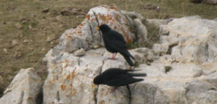 birding holidays spain alpine chough birdbox pyrenees photo