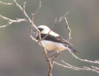 trip report spain birding black-eared wheatear photo