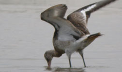 trip report aiguamolls de l'emporda black-tailed godwit photo