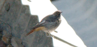 black redstart photo pyrenees september 2006