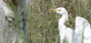 cattle egret photo llobregat trip report 10 september 2006