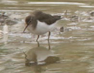 birding in spain common sandpiper photo 28 october 2006