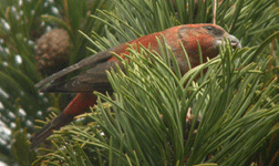 family birdwatching spain pyrenees crossbill photo