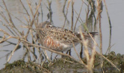 curlew sandpiper aiguamolls de l'emporda photo