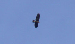 golden eagle photo pyrenees september 2006