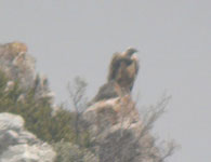 griffon vulture pyrenees spain birding vacation photo