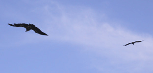 birding holiday spain pyrenees griffon vulture photo