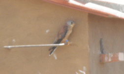 raptor watching spain lesser kestrel lleida steppes photo