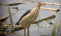 little bittern ebro delta spain birdwatching vacation photo