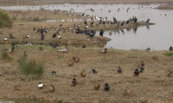 birding in spain llobregat photo 28 october 2006