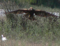 marsh harrier photo llobregat trip report 10 september 2006