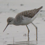 trip report aiguamolls de l'emporda marsh sandpiper photo