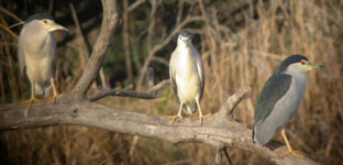 spain birding trip reports llobregat night heron photo