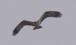 osprey photo lleida steppes trip report 10 september 2006