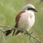 family birding spain red-backed shrike pyrenees photo