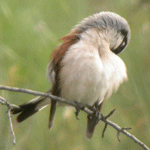 family bird watching spain pyrenees red-backed shrike photo