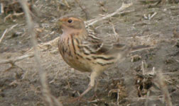 red-throated pipit vilaut spain birdwatching trips photo