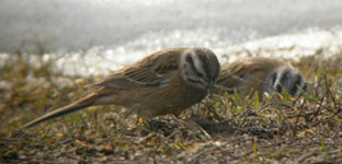 trip reports spain pyrenees rock buntings photo