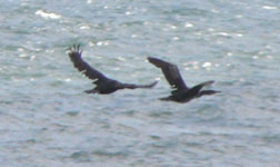 shag photo cap de creus trip report spain 25 september 2006