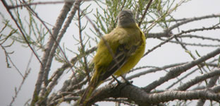 birding day tours spain iberiae spanish yellow wagtail photo