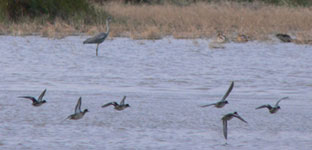 teal photo cap de creus trip report 25 september 2006